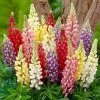 Radiant Lupin Collection | 8 x Lupin | 1L Pot 1 Radiant Lupin Collection | 8 x Lupin | 1L Pot -Red Flower Green Foliage Sales P5000COL6 main image bdb2