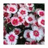 Dianthus Cocktail 'Cherry Daiquiri' | 2L Pot -Red Flower Green Foliage Sales P50022 main image 316b
