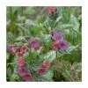 Pulmonaria 'Victorian Brooch' | 2L Pot