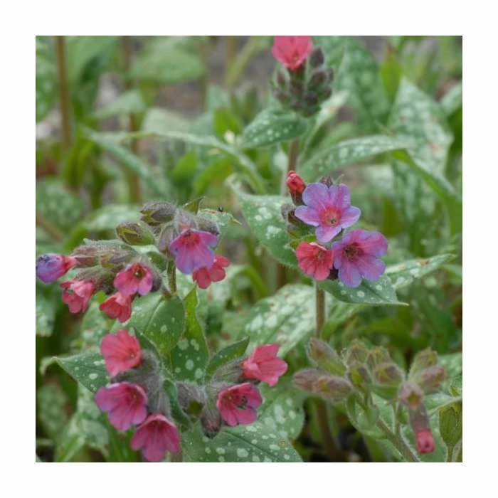 Pulmonaria 'Victorian Brooch' | 2L Pot 3 Pulmonaria 'Victorian Brooch' | 2L Pot