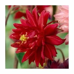 Aquilegia 'Barlow Bordeaux' | Granny's Bonnet