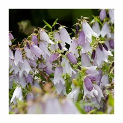 Campanula 'Iridescent Bells' | 3L Pot