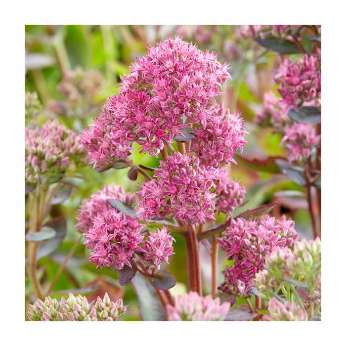 Sedum 'Munstead Dark Red' | 3L Pot 3 Sedum 'Munstead Dark Red' | 3L Pot