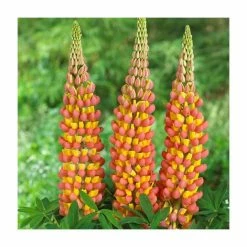 Lupin 'Gladiator' | 5L Pot | West Country -Red Flower Green Foliage Sales P50133 add image 1 8f3b