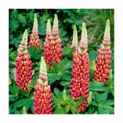 Lupin 'Tequila Flame' | 5L Pot | West Country