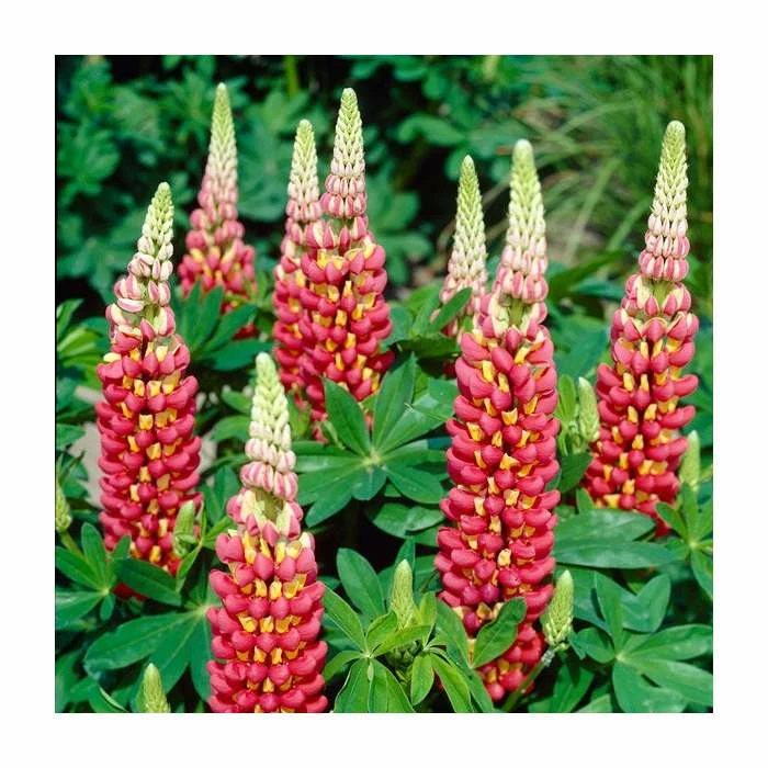 Lupin 'Tequila Flame' | 5L Pot | West Country 3 Lupin 'Tequila Flame' | 5L Pot | West Country