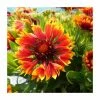 Gaillardia × grandiflora 'Sunset Flash' | Blanket Flower -Red Flower Green Foliage Sales P50219 main image 5920