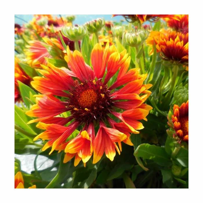Gaillardia × grandiflora 'Sunset Flash' | Blanket Flower 3 Gaillardia × grandiflora 'Sunset Flash' | Blanket Flower