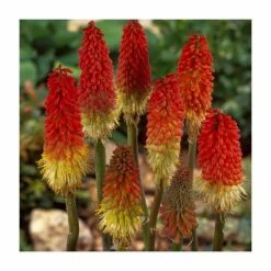 Kniphofia pyromania 'Rockets Red Glare' | 3L Pot