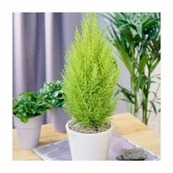 Cupressus macrocarpa 'Goldcrest' | Monterey cypress 13cm Pot