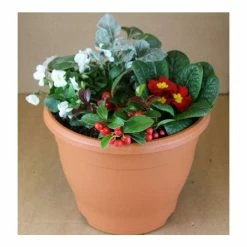 Autumn Patio Container | Primrose, Viola, Gaultheria, and Cineraria Senecio 'Silver Dust'