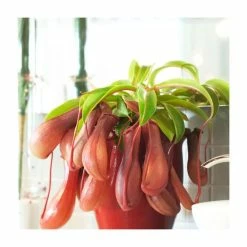 Red Flower Green Foliage Sales -Red Flower Green Foliage Sales P50650 add image 1 6aea