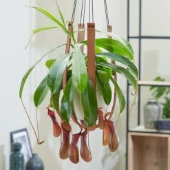 30-50cm Tropical Pitcher Plant | Nepenthes Alata | 14cm Hanging Pot