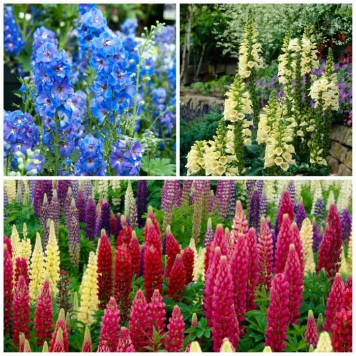 Cottage Garden Perennial Collection | 3x 9cm Pots 3 Cottage Garden Perennial Collection | 3x 9cm Pots