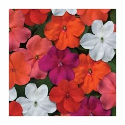 Red Flower Green Foliage Sales -Red Flower Green Foliage Sales PL00001 rollover image d057