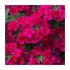 Verbena Showboat 'Burgundy' | Bedding | 5 x Large Plugs -Red Flower Green Foliage Sales PL00018 main image 77ae