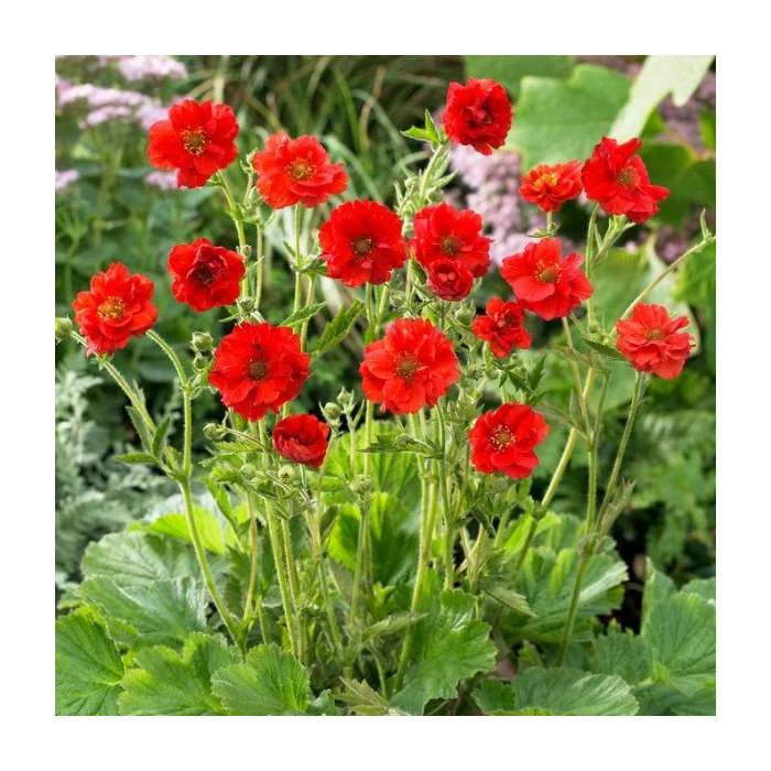 Geum flora plena 'Blazing Sunset' | 10.5cm Pot 3 Geum flora plena 'Blazing Sunset' | 10.5cm Pot