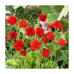 Red Flower Green Foliage Sales -Red Flower Green Foliage Sales PL00100 rollover image 30c5