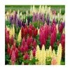 Lupin 'Gallery Mixed' | 10.5cm Pot -Red Flower Green Foliage Sales PL00114 main image 2f0c