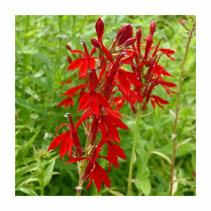3x Cardinal Flower - Lobelia cardinalis - 9cm Pots 3 3x Cardinal Flower - Lobelia cardinalis - 9cm Pots