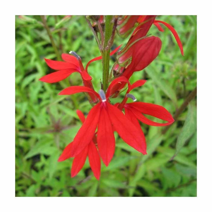 3x Cardinal Flower - Lobelia cardinalis - 9cm Pots 4 3x Cardinal Flower - Lobelia cardinalis - 9cm Pots - Image 2