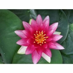 Nymphaea 'Attraction' | Water Lily -Red Flower Green Foliage Sales PL0644 add image 2 034e