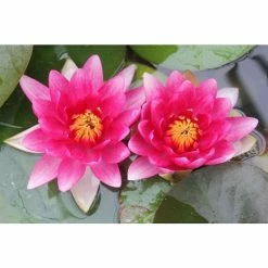 Nymphaea 'Attraction' | Water Lily -Red Flower Green Foliage Sales PL0644 add image 4 ae25