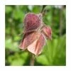 Water Avens | Geum rivale 'Leonard's Variety' -Red Flower Green Foliage Sales PL0660 main image b84a