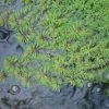 3x Red Stemmed Parrot's Feather Myriophyllum brasiliensis - 9cm pots