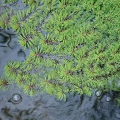 3x Red Stemmed Parrot's Feather Myriophyllum brasiliensis - 9cm pots