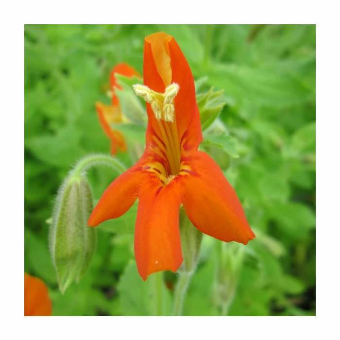 1L Scarlet Monkey Flower Mimulus cardinalis 2 1L Scarlet Monkey Flower Mimulus cardinalis