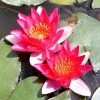 Nymphaea pygmaea 'Rubra' | Water Lily -Red Flower Green Foliage Sales PL0974 main image f9bb