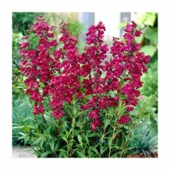 Penstemon Pristine Scarlet | 2L Pot
