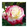 Double Delight' Bush Rose - 4L Pot -Red Flower Green Foliage Sales PL11035 main image 8348