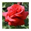 'Fragrant Cloud' Bush Rose - 4L Pot -Red Flower Green Foliage Sales PL11036 main image c35d