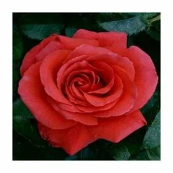 Red Flower Green Foliage Sales -Red Flower Green Foliage Sales PL11036 rollover image f5a0