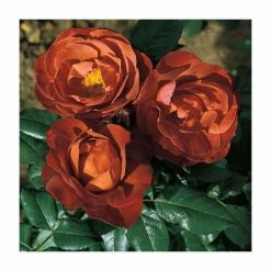 'Hot Chocolate' Bush Rose - 4L Pot -Red Flower Green Foliage Sales PL11038 add image 1 519e