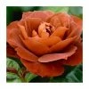 'Hot Chocolate' Bush Rose - 4L Pot 2 'Hot Chocolate' Bush Rose - 4L Pot -Red Flower Green Foliage Sales PL11038 main image e3da