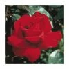 Ingrid Bergman' Bush Rose - 4L Pot 1 Ingrid Bergman' Bush Rose - 4L Pot -Red Flower Green Foliage Sales PL11042 main image 1bae