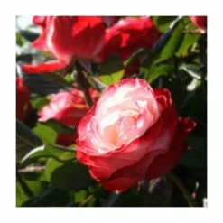 Red Flower Green Foliage Sales -Red Flower Green Foliage Sales PL11060 add image 1 5718