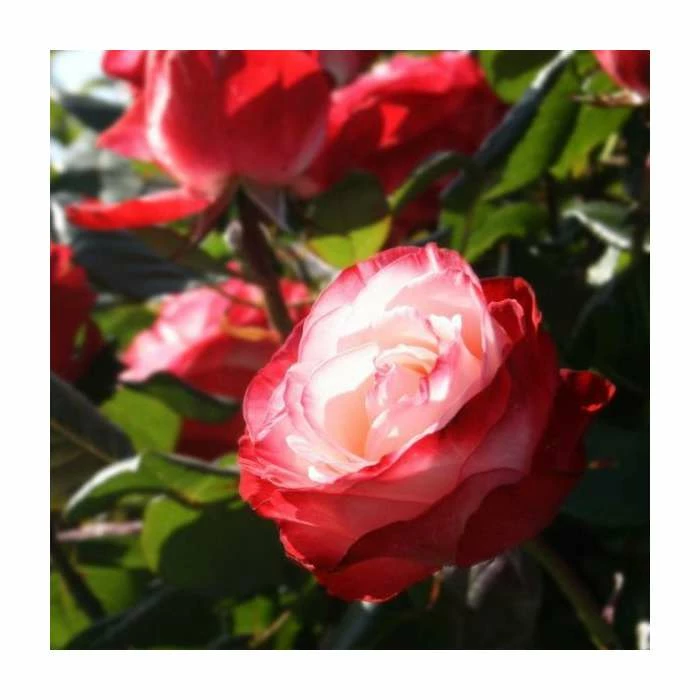 'Nostalgia' Bush Rose - 4L Pot 4 'Nostalgia' Bush Rose - 4L Pot - Image 2