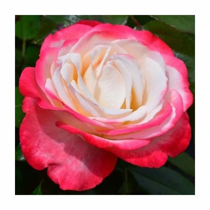 'Nostalgia' Bush Rose - 4L Pot 3 'Nostalgia' Bush Rose - 4L Pot