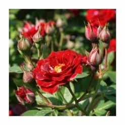 Peter Pan' Bush Rose - 4L Pot -Red Flower Green Foliage Sales PL11128 add image 1 a7a3