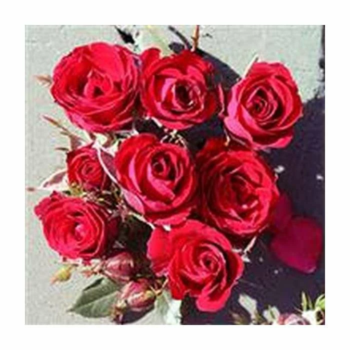 Ruby Wishes' Patio Rose - 5.5L Pot 3 Ruby Wishes' Patio Rose - 5.5L Pot