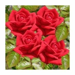 Red Flower Green Foliage Sales -Red Flower Green Foliage Sales PL11299 add image 1 f722