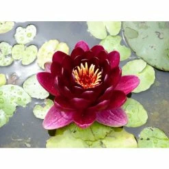 Extra Large Water Lily 'Black Princess' - Nymphaea 'Black Princess' - 30L Pot -Red Flower Green Foliage Sales PL1235 add image 1 70d4