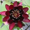 Extra Large Water Lily 'Black Princess' - Nymphaea 'Black Princess' - 30L Pot 2 Extra Large Water Lily 'Black Princess' - Nymphaea 'Black Princess' - 30L Pot -Red Flower Green Foliage Sales PL1235 main image 14f1