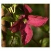 50-90cm Clematis 'Niobe' - 3L Pot