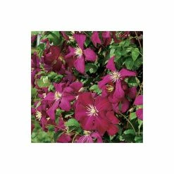 50-90cm Clematis Madame Julia Correvon (C) | 3L Pot | Clematis Viticella -Red Flower Green Foliage Sales PL13648 add image 2 014c