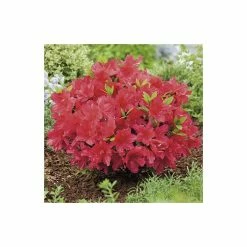 Rhododendron 'Arabesk' -Red Flower Green Foliage Sales PL301173L add image 2 629e